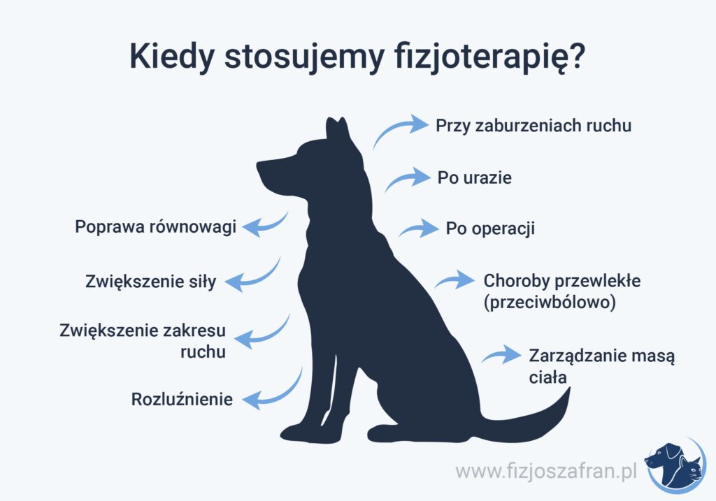Infografika z psem opisująca kiedy stosujemy fizjoterapię, zoofizjoterapia, rehabilitacja zwierząt