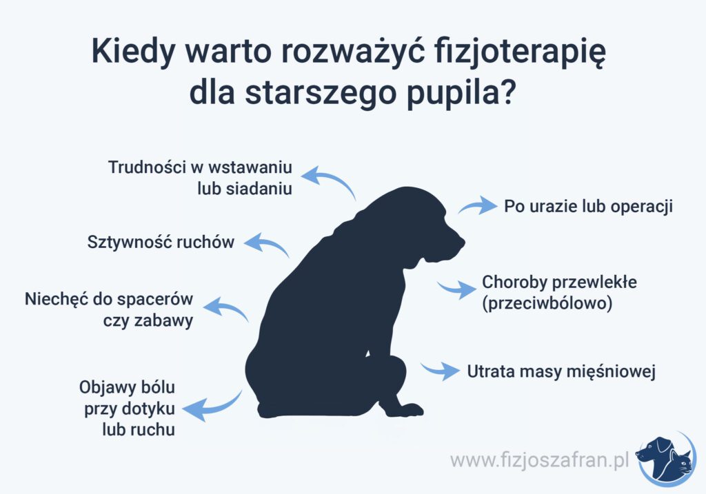 Infografika z psem, zoofizjoterapia starszych psów, rehabilitacja psiego seniora, Fizjoterapia starszych zwierząt