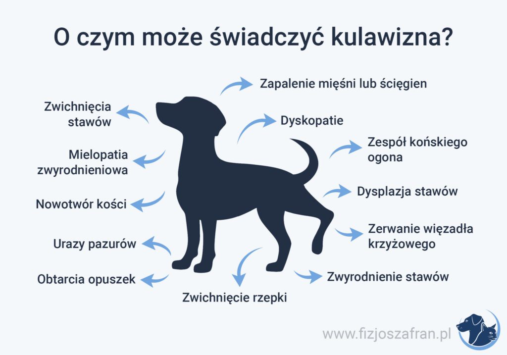 infografika z psem opisująca o czym może świadczyć kulawizna